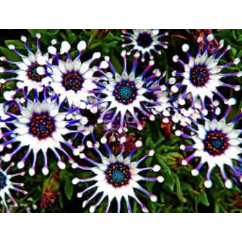 Rare Daisy Flower